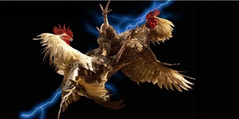 Đặc điểm nổi bật của đá gà FM88