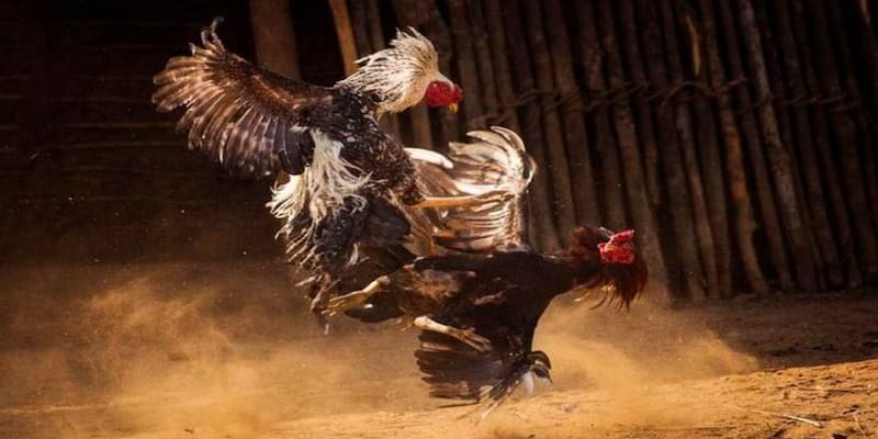 Giới thiệu về đá gà FM88